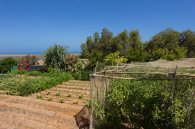 Kitchen garden